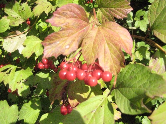 Autumn Colour in Essex Gardens