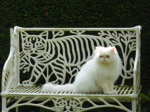 White fluffy cat on Bawden cat bench